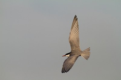 BUITEN BEELD Foto: 170151