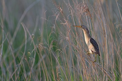 BUITEN BEELD Foto: 170152