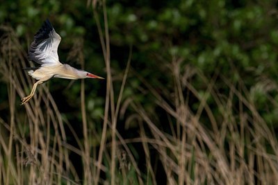 BUITEN BEELD Foto: 170155