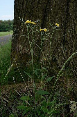 BUITEN BEELD Foto: 170159