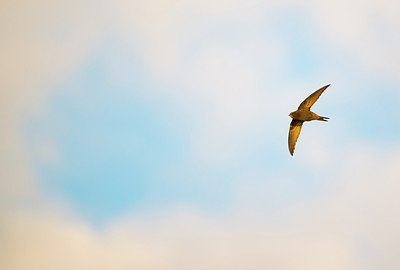 BUITEN BEELD Foto: 170186