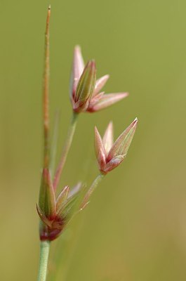 BUITEN BEELD Foto: 170197