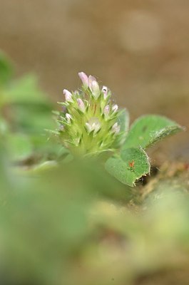 BUITEN BEELD Foto: 170260