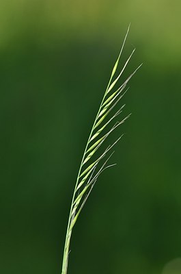 BUITEN BEELD Foto: 170264