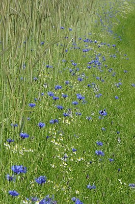 BUITEN BEELD Foto: 170265
