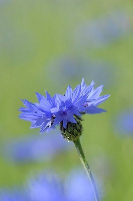 BUITEN BEELD Foto: 170266