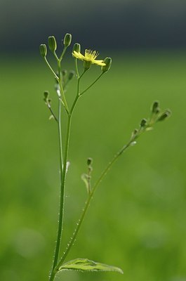 BUITEN BEELD Foto: 170289