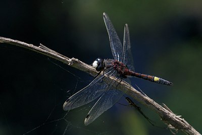 BUITEN BEELD Foto: 170330