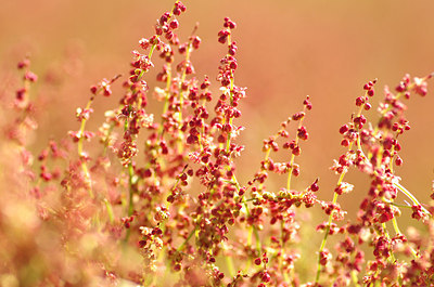 BUITEN BEELD Foto: 170352