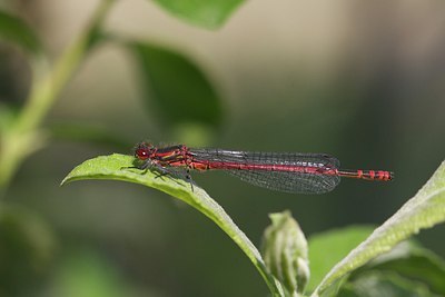 BUITEN BEELD Foto: 170361