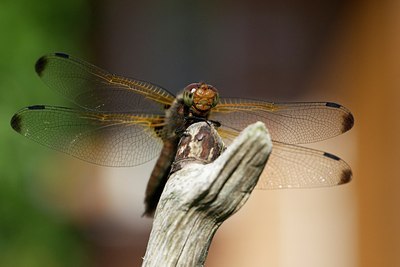 BUITEN BEELD Foto: 170365