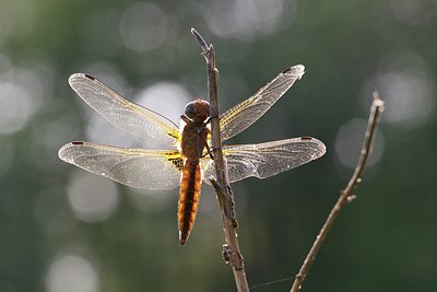 BUITEN BEELD Foto: 170367