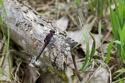 BUITEN BEELD Foto: 170370