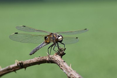 BUITEN BEELD Foto: 170371