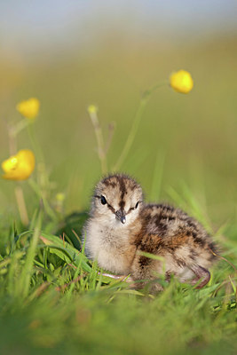 BUITEN BEELD Foto: 170404