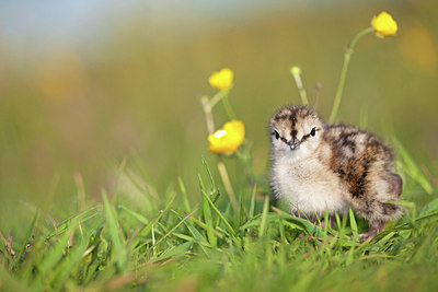 BUITEN BEELD Foto: 170408