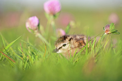 BUITEN BEELD Foto: 170410