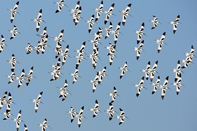 BUITEN BEELD Foto: 170431
