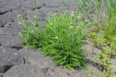 BUITEN BEELD Foto: 170443