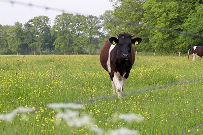 BUITEN BEELD Foto: 170448