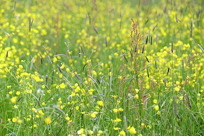 BUITEN BEELD Foto: 170458