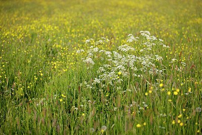 BUITEN BEELD Foto: 170463