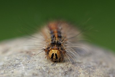 BUITEN BEELD Foto: 170466
