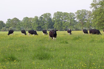 BUITEN BEELD Foto: 170472