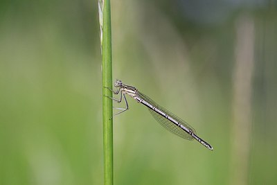 BUITEN BEELD Foto: 170478