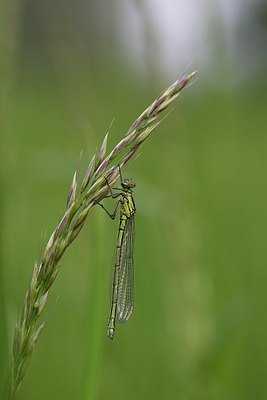 BUITEN BEELD Foto: 170482