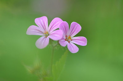 BUITEN BEELD Foto: 170487