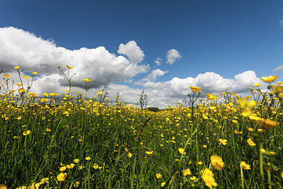 BUITEN BEELD Foto: 170502