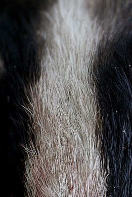 BUITEN BEELD Foto: 170516
