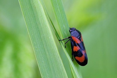 BUITEN BEELD Foto: 170523