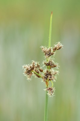 BUITEN BEELD Foto: 170538