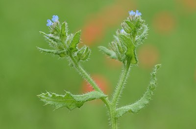 BUITEN BEELD Foto: 170561