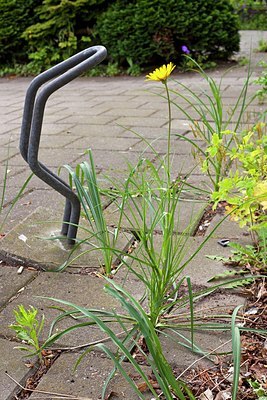 BUITEN BEELD Foto: 170609