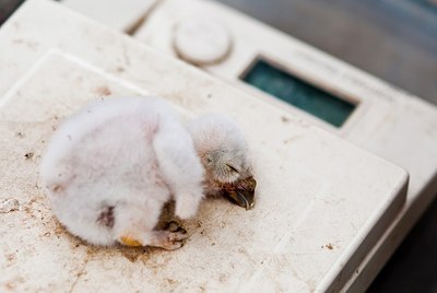 BUITEN BEELD Foto: 170619