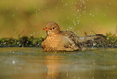 BUITEN BEELD Foto: 170668