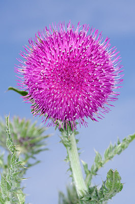 BUITEN BEELD Foto: 170672