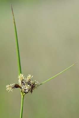 BUITEN BEELD Foto: 170693