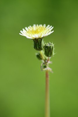 BUITEN BEELD Foto: 170704