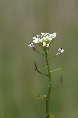 BUITEN BEELD Foto: 170705