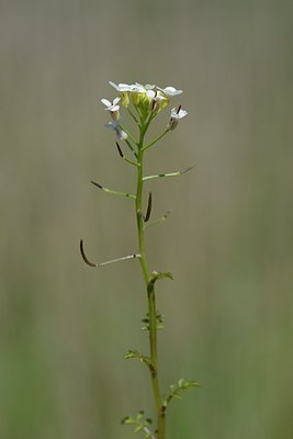 BUITEN BEELD Foto: 170707