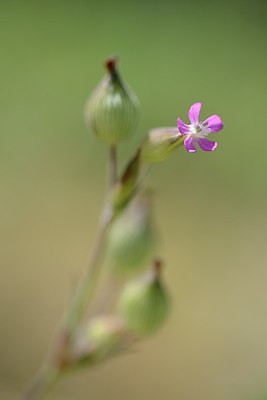 BUITEN BEELD Foto: 170718