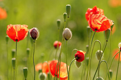 BUITEN BEELD Foto: 170756