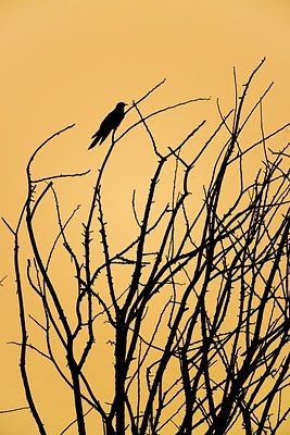 BUITEN BEELD Foto: 170765