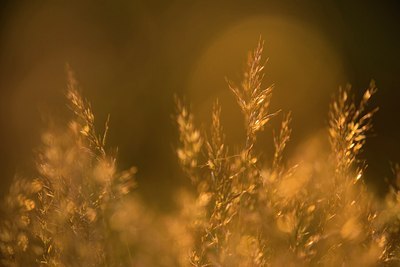 BUITEN BEELD Foto: 170790