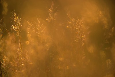 BUITEN BEELD Foto: 170792