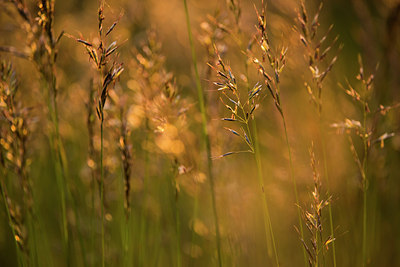 BUITEN BEELD Foto: 170798